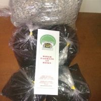 Large worm farm starter